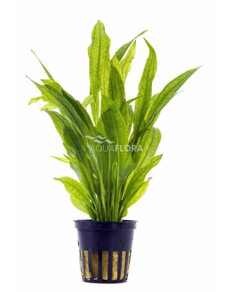 Echinodorus grisebachii 'Bleherae' - Aquaflora