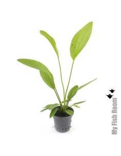 Echinodorus 'Rosé' - Aquaflora