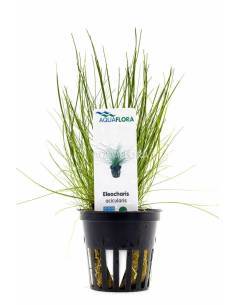 Eleocharis acicularis - Aquaflora