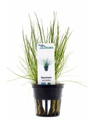 Eleocharis acicularis - Aquaflora