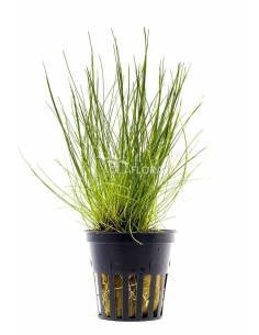 Eleocharis acicularis - Aquaflora 2