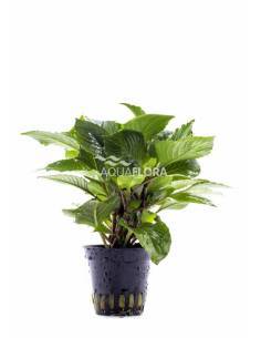 Hygrophila corymbosa 'Parvifolia Green' - Aquaflora
