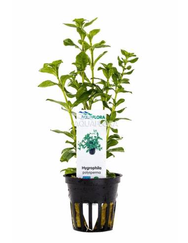 Hygrophila polysperma - Aquaflora