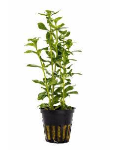 Hygrophila polysperma - Aquaflora 2