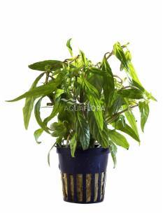 Hygrophila sp. 'Pantanal Wavy' - Aquaflora