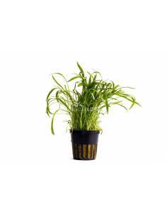 Lilaeopsis 'Novea-Zealandiae' - Aquaflora