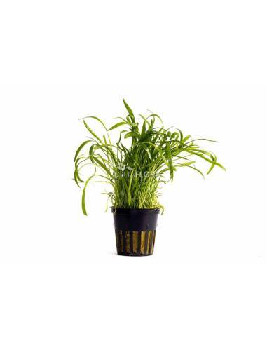 Lilaeopsis 'Novea-Zealandiae' - Aquaflora