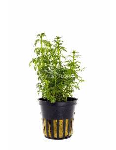 Limnophila heterophylla - Aquaflora