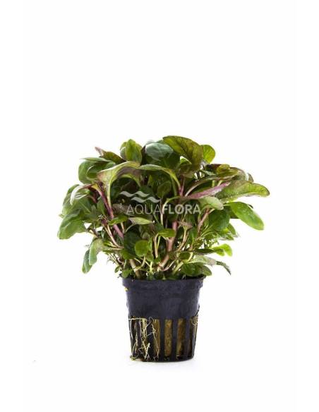 Lobelia cardinalis 'Mini' - Aquaflora