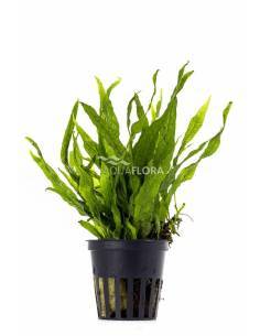 Microsorum pteropus 'Petit' - Aquaflora
