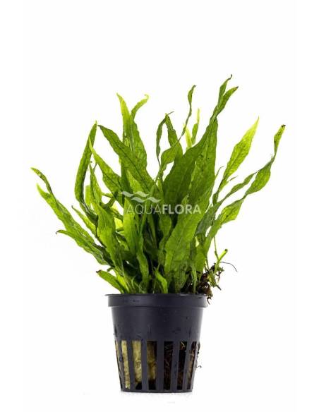 Microsorum pteropus 'Petit' - Aquaflora
