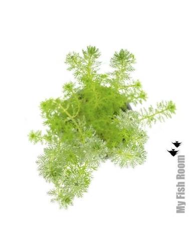Myriophyllum sp. 'Guyana' - Aquaflora