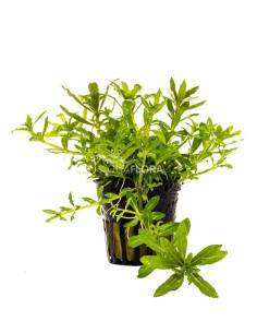 Pogostemon helferi - Aquaflora