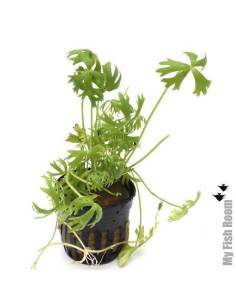 Ranunculus inundatus - Aquaflora