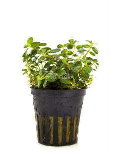 Rotala macrandra - Aquaflora