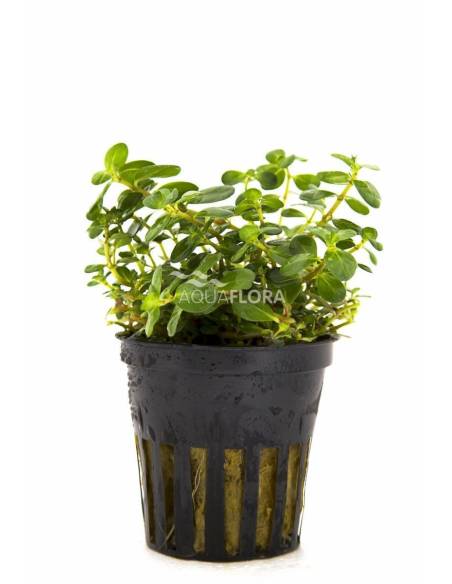 Rotala macrandra - Aquaflora