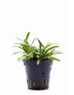 Sagittaria subulata 'Teres' - Aquaflora