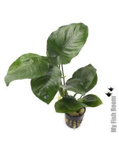 Anubias barteri "Broad Leaves"