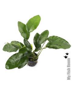 Anubias barteri "Wrinkled Leaf"