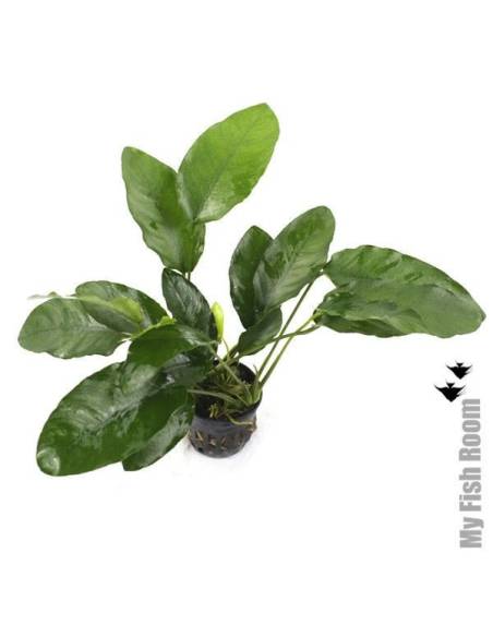 Anubias barteri "Wrinkled Leaf"