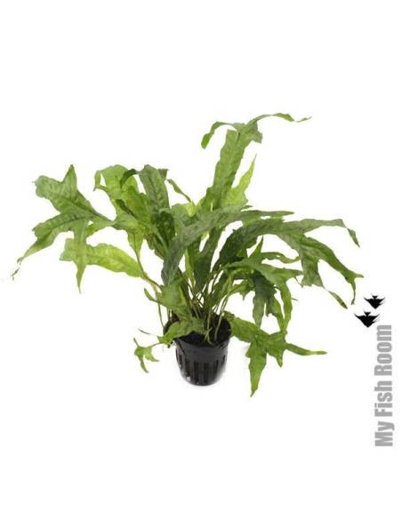 Microsorum pteropus "Hammer"