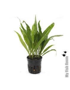 Microsorum pteropus " Selva negra Hardy"