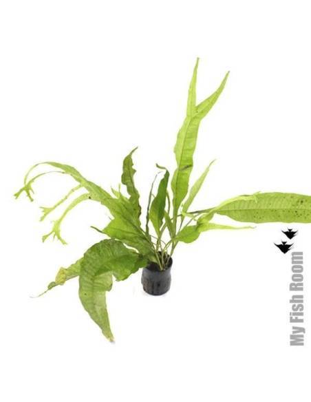 Microsorum pteropus "Cuerno de Alce"