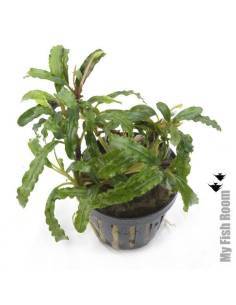 Bucephalandra "Balloon"