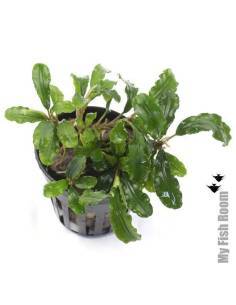 Bucephalandra "Balloon"