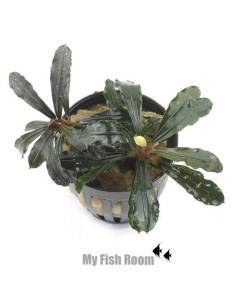 Bucephalandra "Balloon"