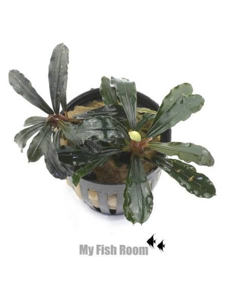 Bucephalandra "Balloon"