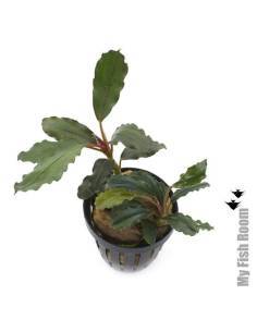 Bucephalandra "Balloon"