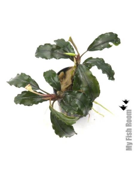 Bucephalandra "Balloon"