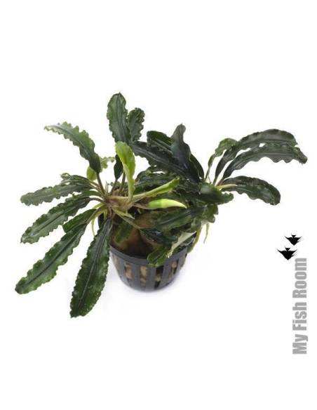 Bucephalandra "Balloon"