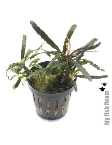 Bucephalandra "melawi fine edge"