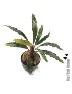 Bucephalandra "red scorpion"