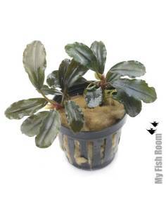 Bucephalandra "velvet tricolor"