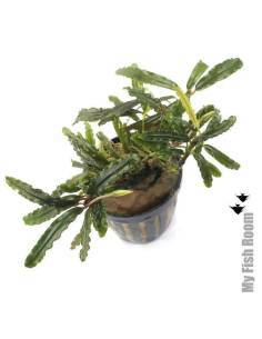 Bucephalandra "velvet tricolor"