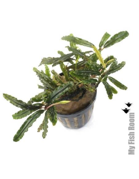 Bucephalandra "velvet tricolor"