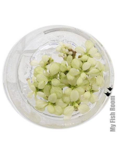 Anubias barteri var. nana "Snow White" - Aquaflora