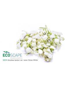 Anubias barteri var. nana "Snow White" - Aquaflora 2