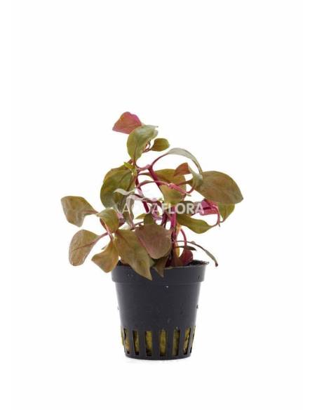 Alternanthera reineckii 'Cardinalis' - Aquaflora