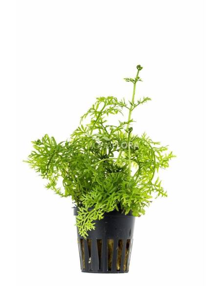 Ceratopteris thalictroides  - Aquaflora