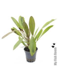Echinodorus 'Fantasy' - Aquaflora 2