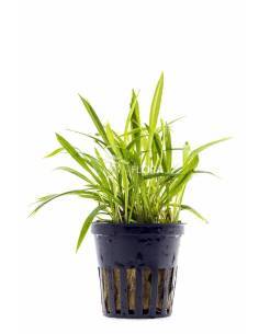 Helanthium tenellum  - Aquaflora