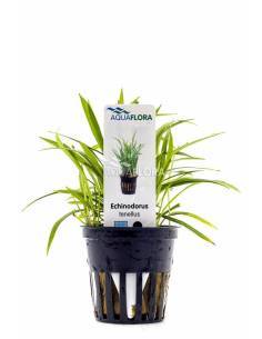 Helanthium tenellum  - Aquaflora 2