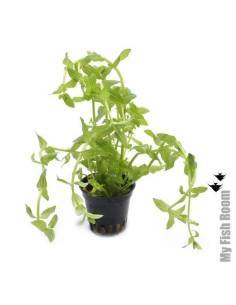 Gratiola viscidula  - Aquaflora