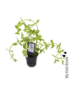 Gratiola viscidula  - Aquaflora 2