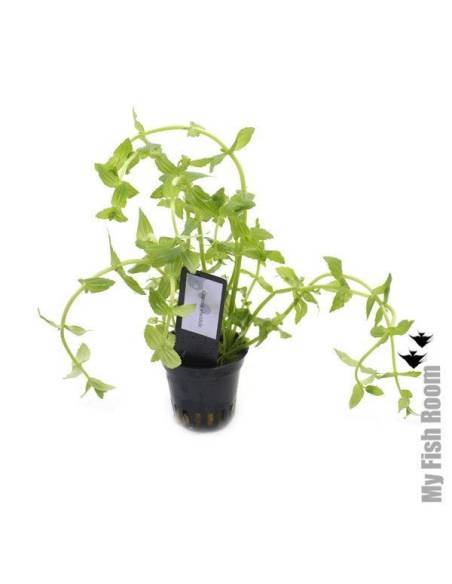 Gratiola viscidula  - Aquaflora
