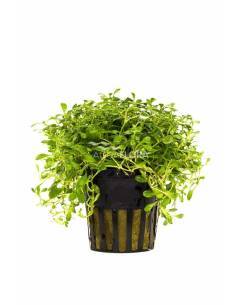 Glossostigma elatinoides - Aquaflora